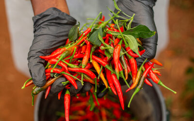 Piments forts et doux