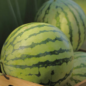 Pastèques