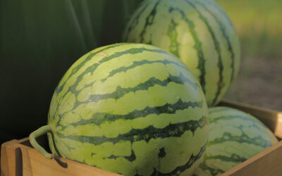 Pastèques