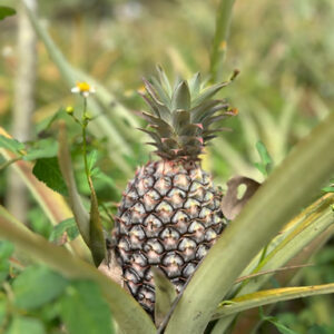Ananas