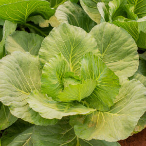 Choux verts et rouges