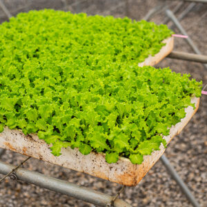 Laitues Croquantes (Iceberg, Feuilles de Chêne)