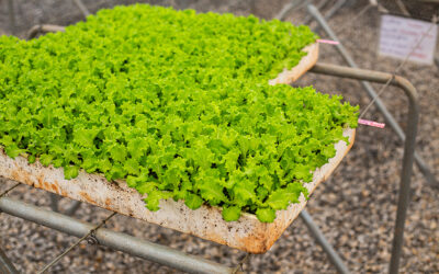 Laitues Croquantes (Iceberg, Feuilles de Chêne)
